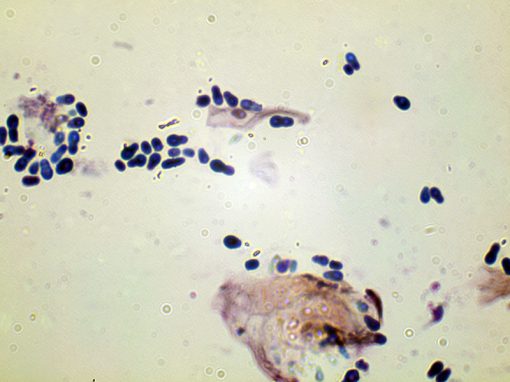 狗狗擦脚会得趾间炎吗,狗狗频繁舔自己脚怎么回事