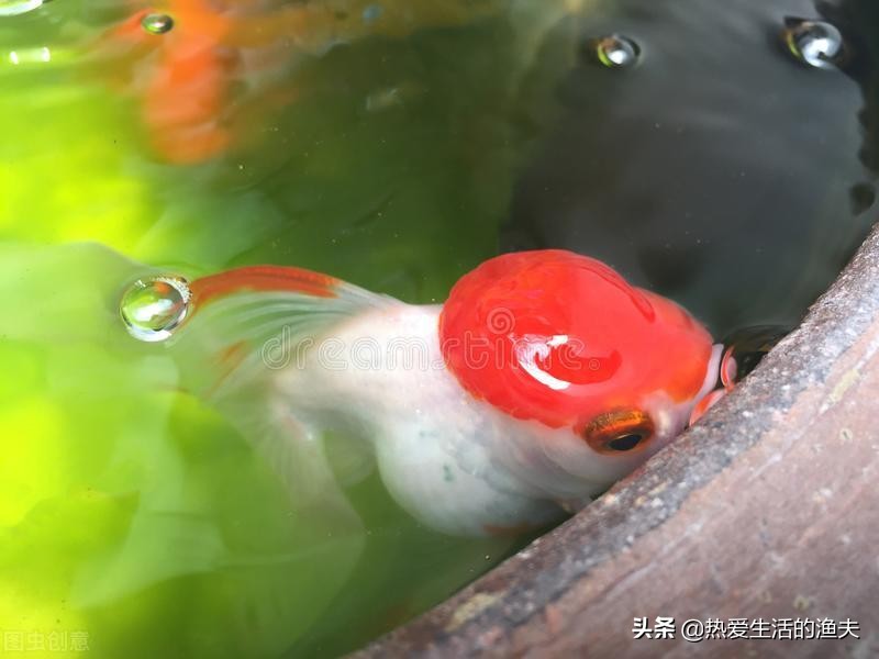 金鱼产卵后多久可以换水,金鱼产卵自己吃掉怎么办