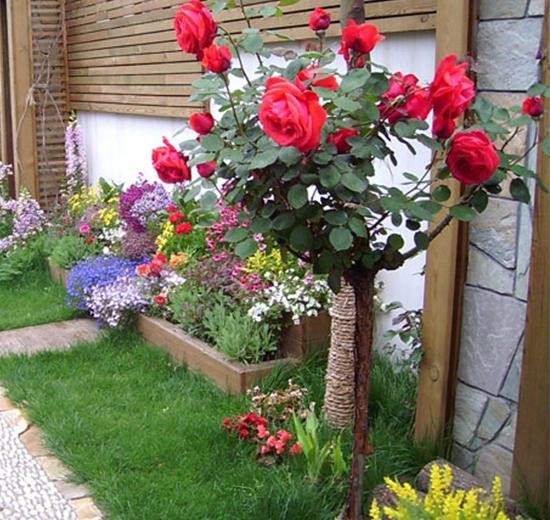 李子柒的院子都种的啥,李子柒推荐的三种花