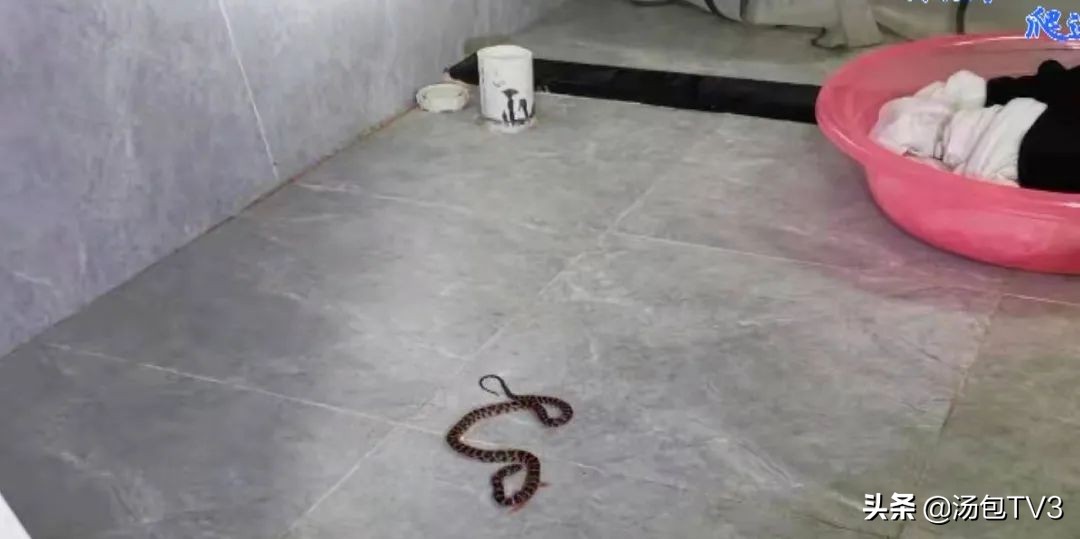 惊险！居民家中竟然有蛇出没这份防蛇攻略请收好
