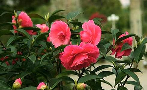 茶花叶发黄茶花苞打不开什么原因,茶花花苞打不开发黑掉落什么原因