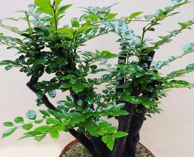 哪些名贵盆栽越养越有价值 (适合久养的珍稀盆栽)