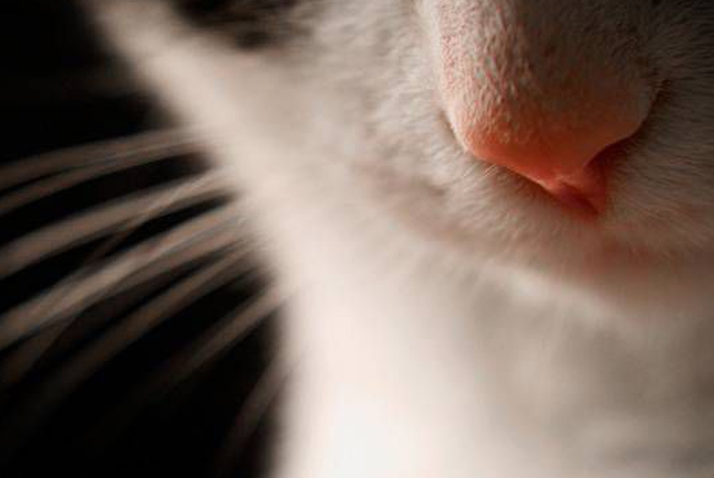 猫鼻子干燥嗜睡无精神不吃饭,猫鼻子干燥是什么原因