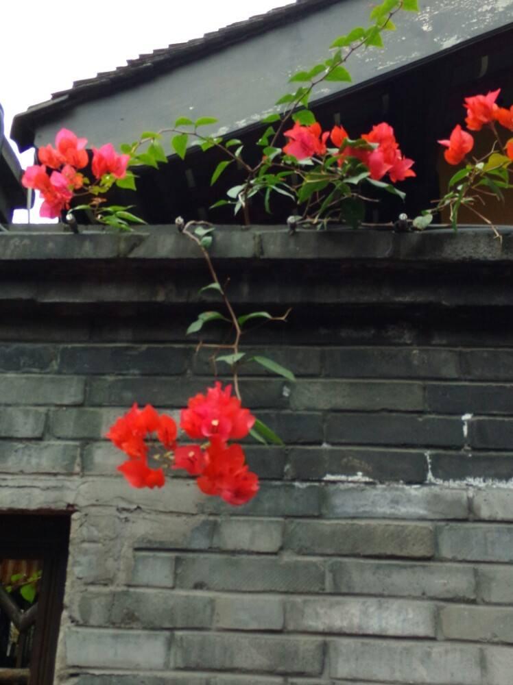 游园不值叶绍翁经典语录,叶绍翁游园不值的生动语言描写