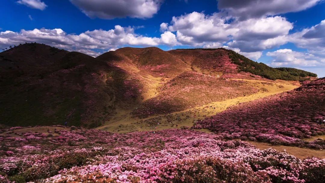 被大理丽江掩盖风头又怎样？它才是云南No.1！5月它太美了