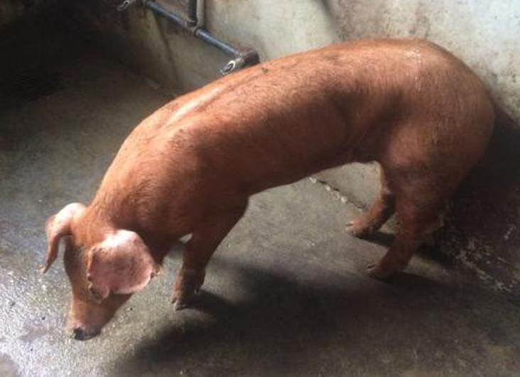 育肥猪吃食正常拉稀用什么药拌料,60-80斤左右的猪呕吐拉稀怎么办