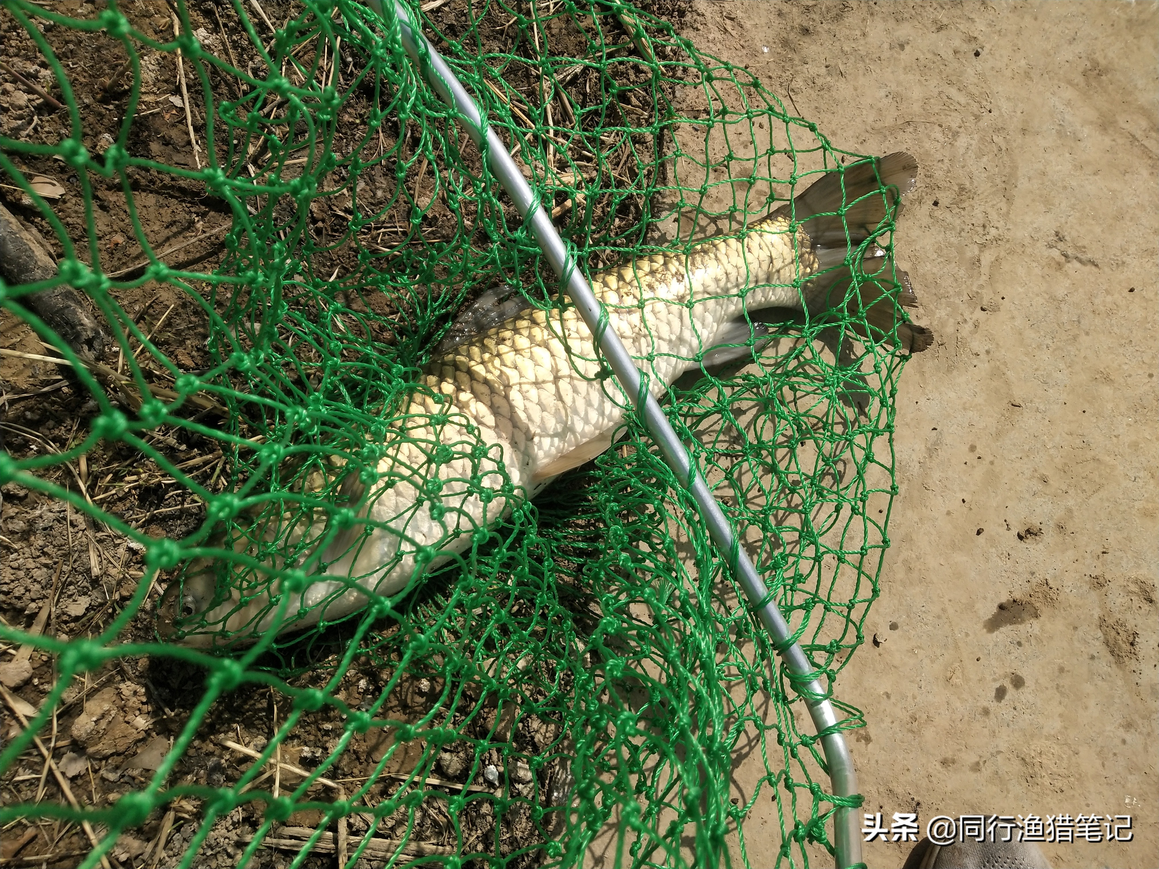 黑坑新放的3-5斤草鱼怎么钓,广东黑坑钓草鱼的正确方法与技巧