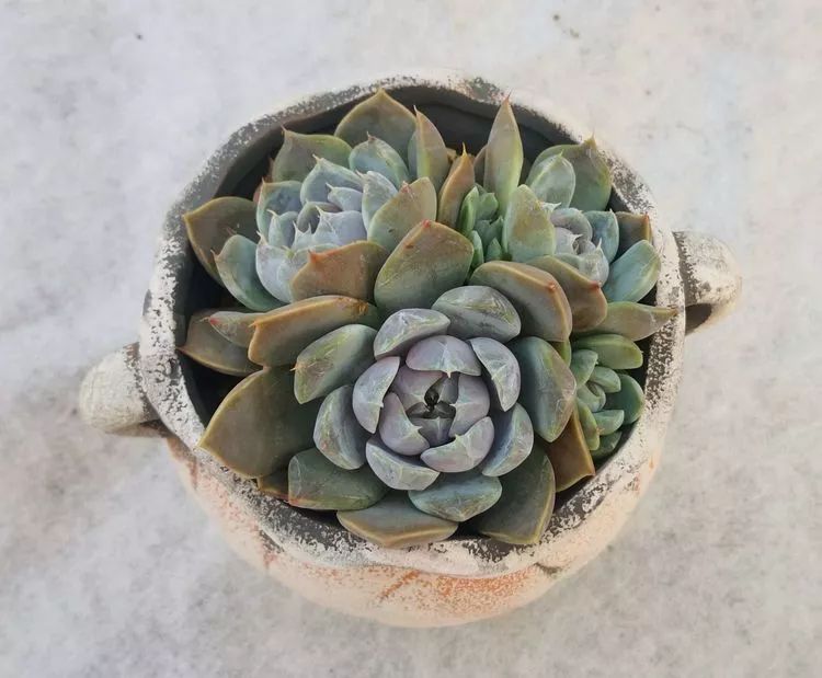 一花一世界多肉园艺,一花一世界一叶一菩提多肉植物