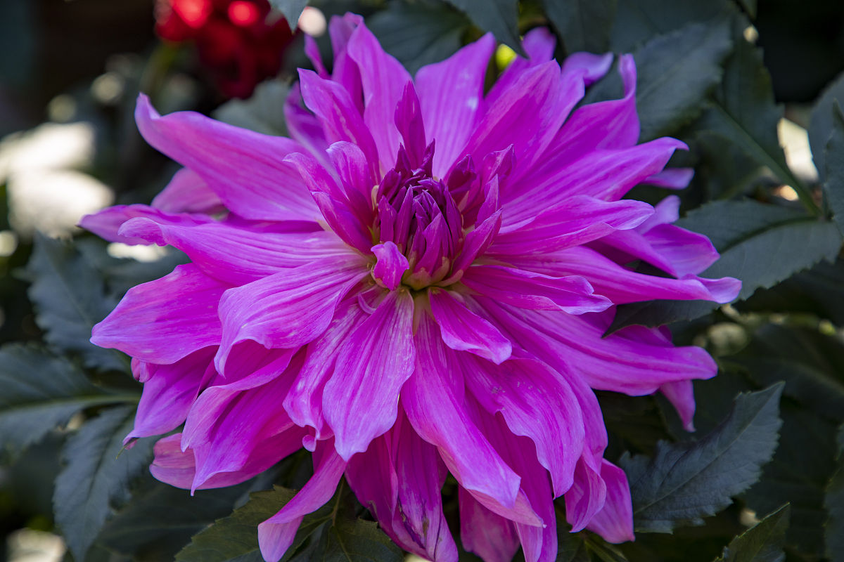 大丽花花苞期可以往叶面浇水吗,盆栽大丽花冬季怎么养护和浇水