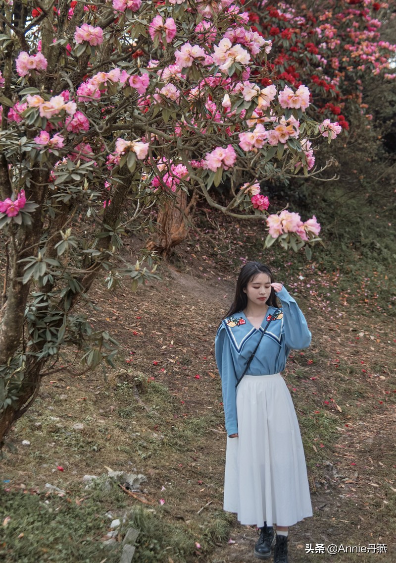 百里杜鹃花开如海,百里杜鹃百里盛开