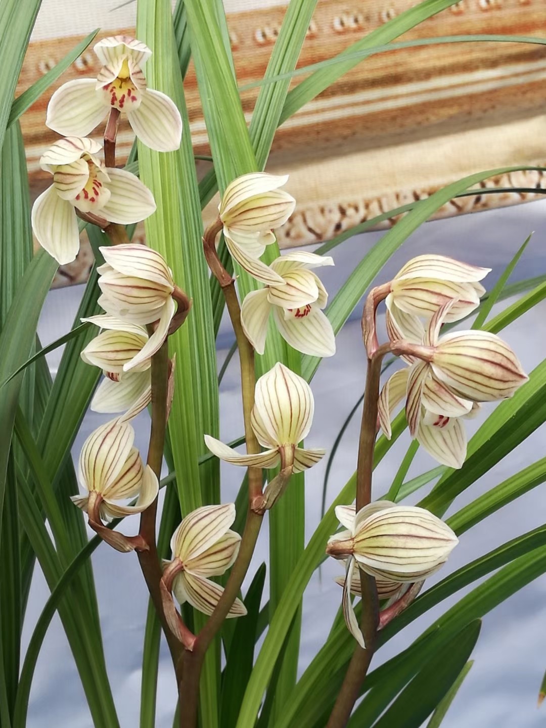 秋季适合养的花草品种大全,什么兰花开得好看又好养