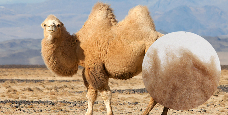 驼绒干洗,羊绒适合干洗还是水洗