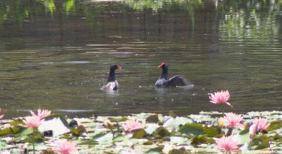 睡莲花开冬天,夏天睡莲开花了