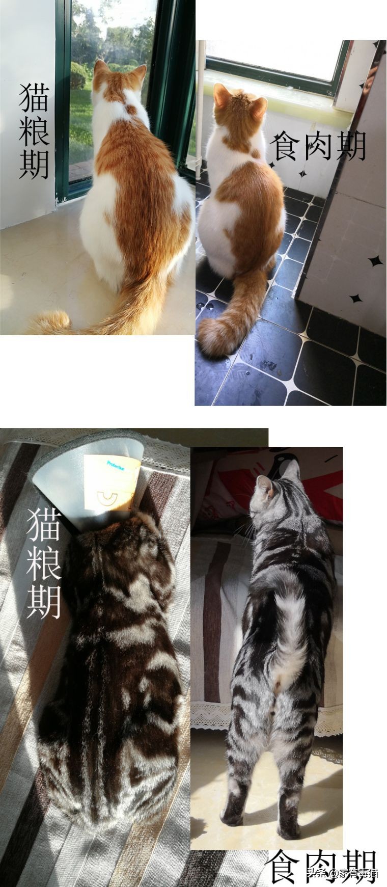 猫粮为何叫毒粮,猫粮和米饭哪个安全