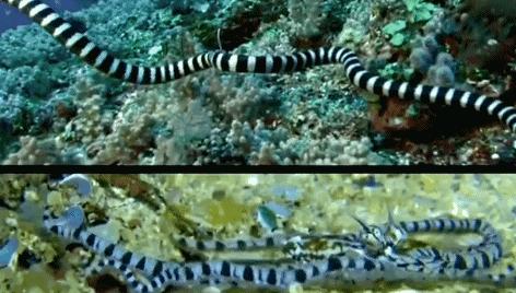 科学家发现喉咙深处有个神秘器官,巨型章鱼的肚子里长啥样