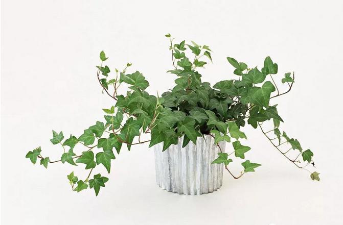 不含盆的水培植物室内懒人养不死,水培金枝玉叶室内绿植懒人盆