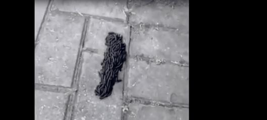 蚂蚁偷袭蜂巢,蚂蚁搭建活桥入侵蜂巢