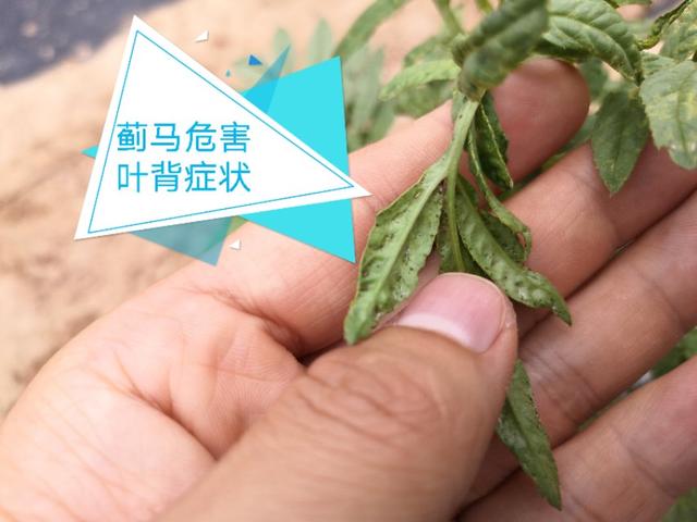 小蓟马的危害视频,豆角蓟马防治与高产
