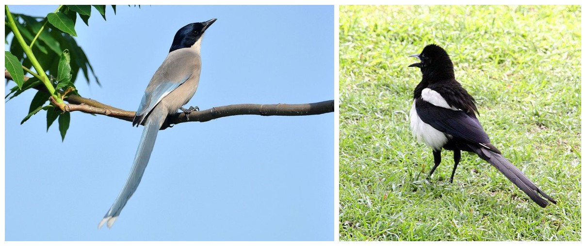 灰喜鹊为什么这么聪明,灰喜鹊为什么那么聪明