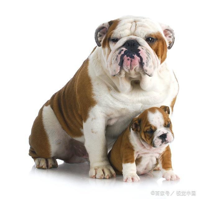 双鱼座狗狗性格特点,狗狗性格特点分析