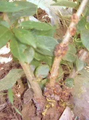 樱桃常见病虫害有哪些,樱桃常见病虫害有哪些症状