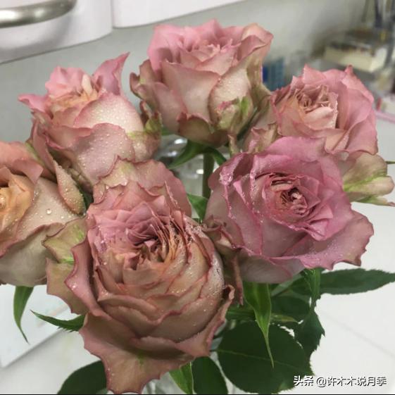 月季花苞突然垂头打蔫施肥过多,月季花苞突然垂头打蔫叶片发黄