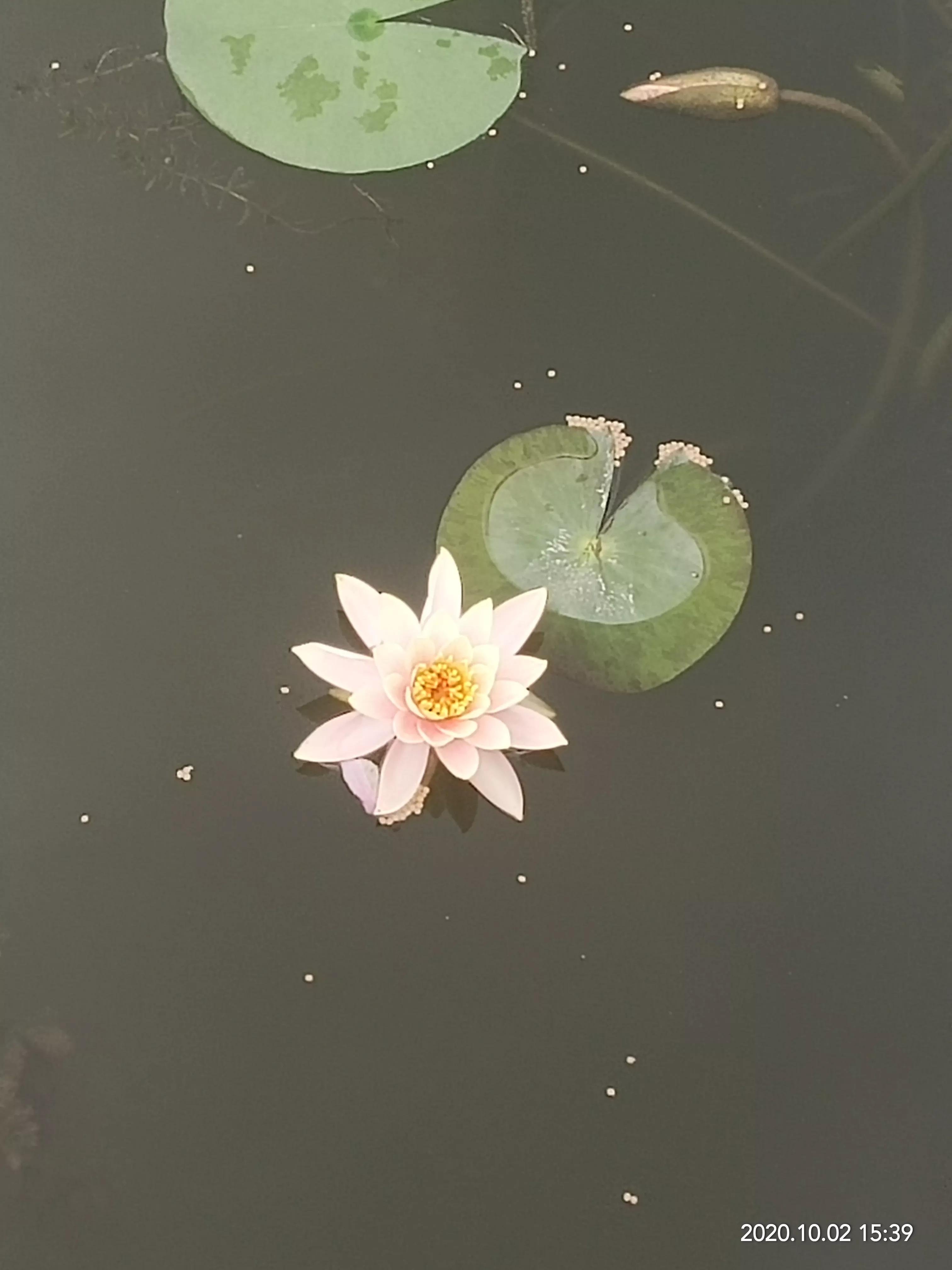 一朵荷花清新唯美,获奖唯美荷花