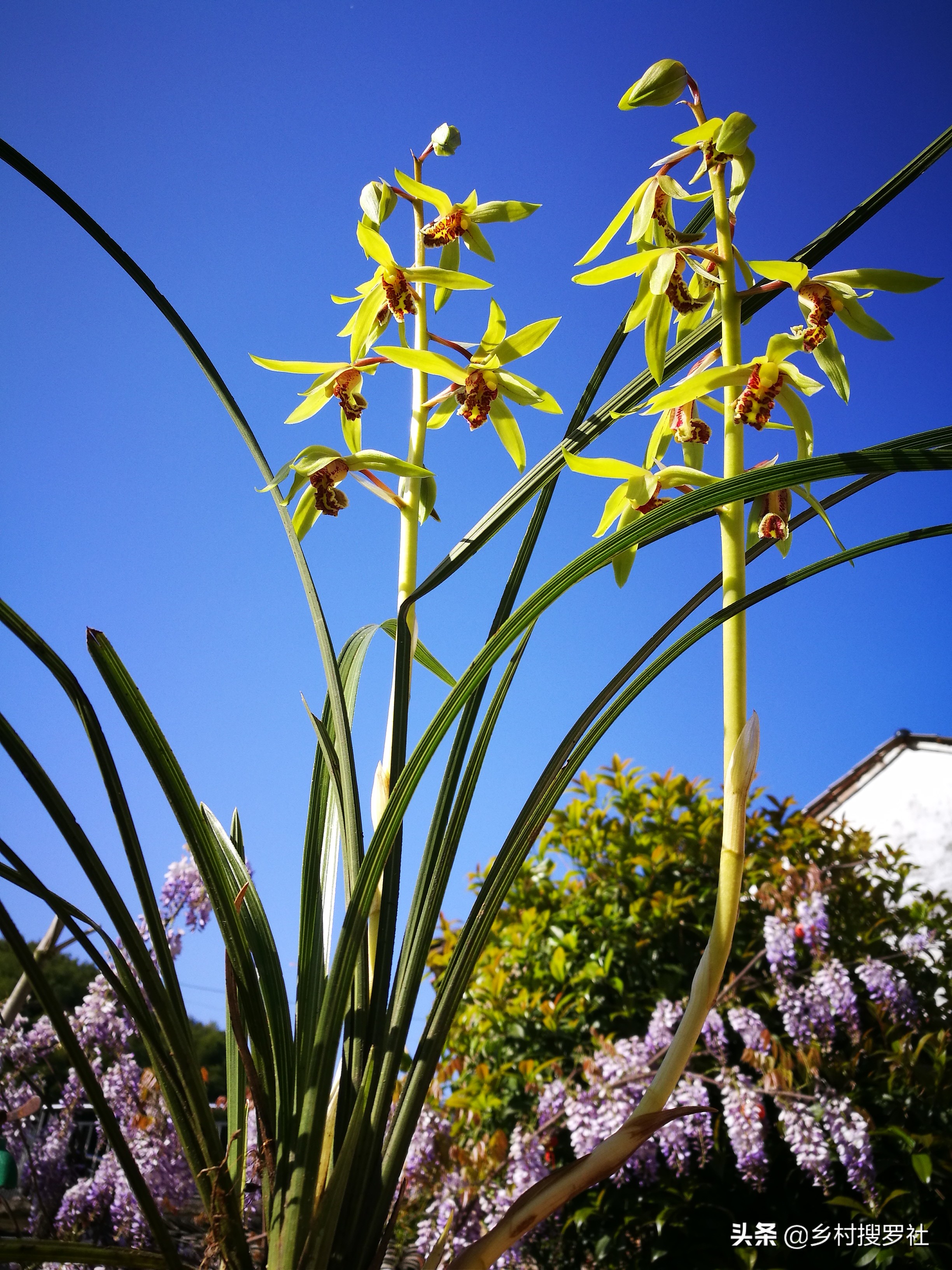 疫情期间怎样防花,买兰花如何防止被骗呢