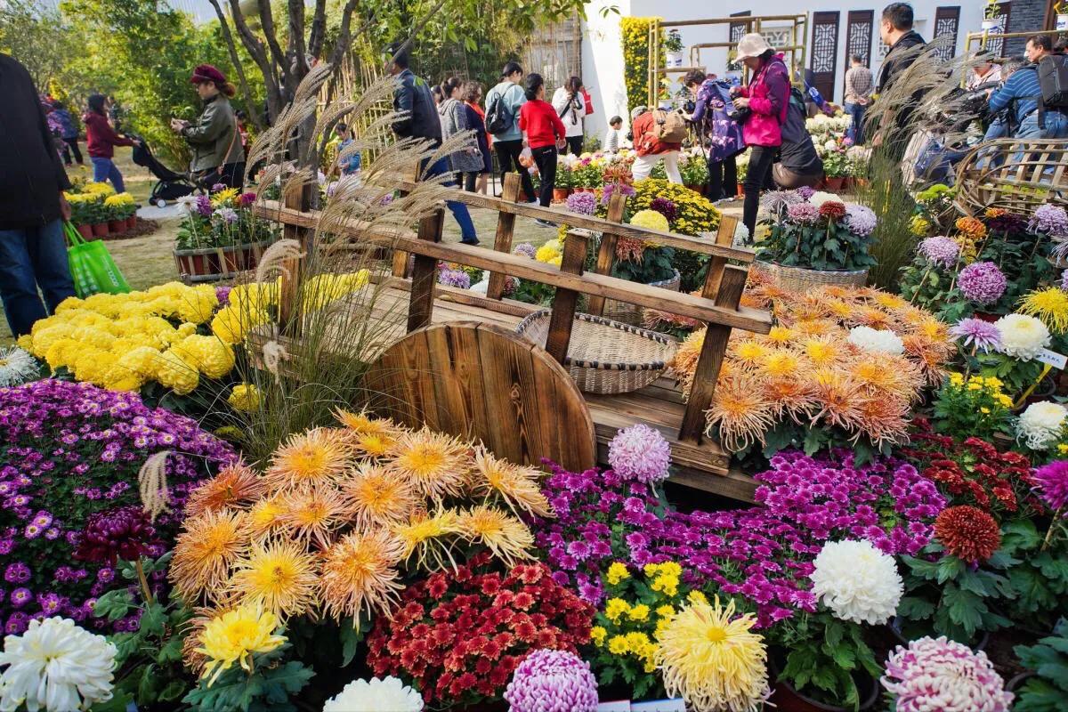 武汉市第40届菊展分展点,武汉市第三十五届金秋菊展