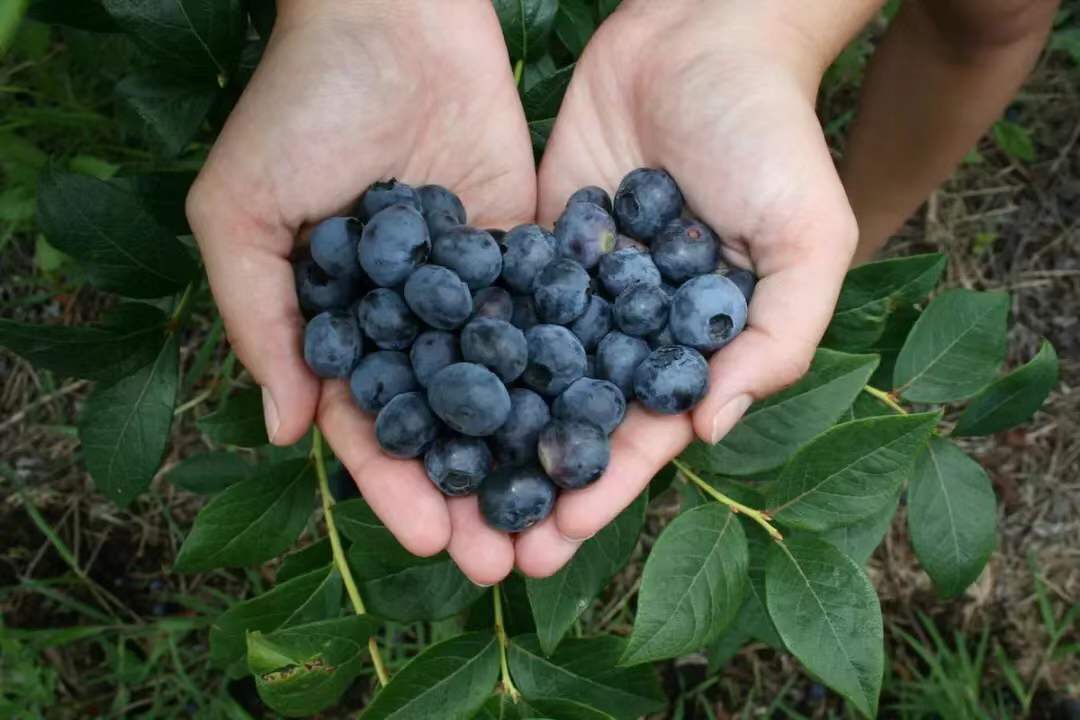 新西兰美食100种,哪里有新西兰水果
