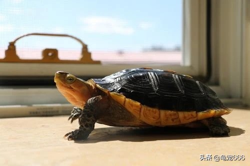 挑选品相好的纯种安缘龟苗,学会这四点让你少花冤枉钱