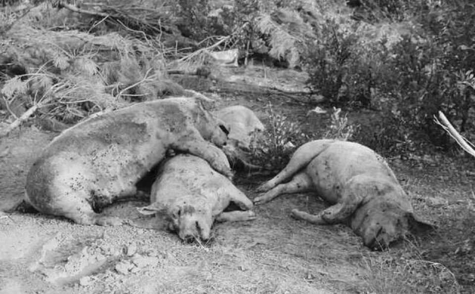 人死后会僵硬猪肉为什么不会僵硬,人死后僵硬猪肉为什么是软的