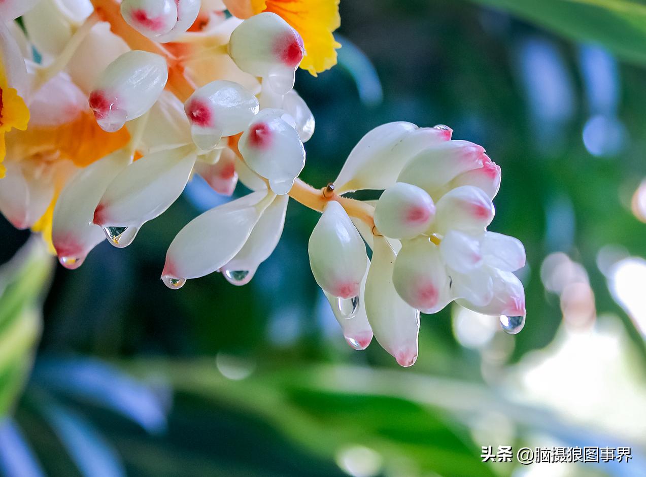 佳能18-55mm镜头，能拍出浅景深的花卉照片吗？如何拍摄？