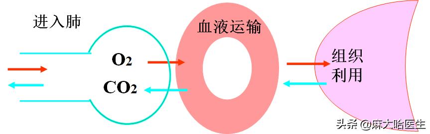 国产呼吸机性价比高的,呼吸机好卖吗