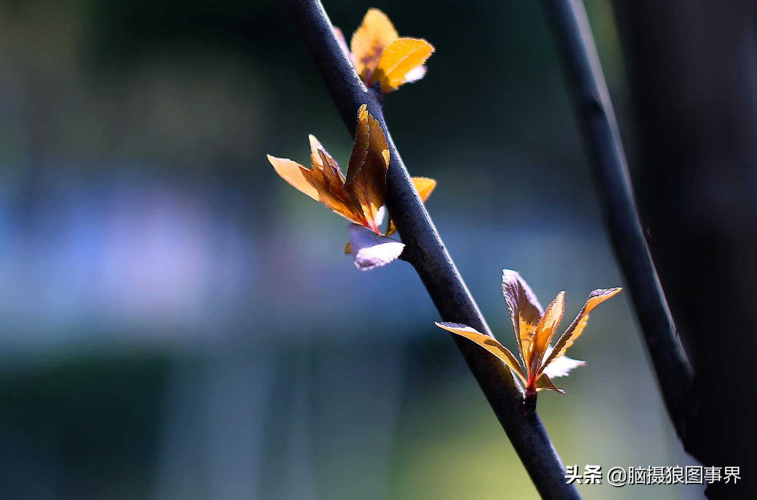 春天拍摄的绿叶怎么拍,春天的花朵怎么拍摄照片