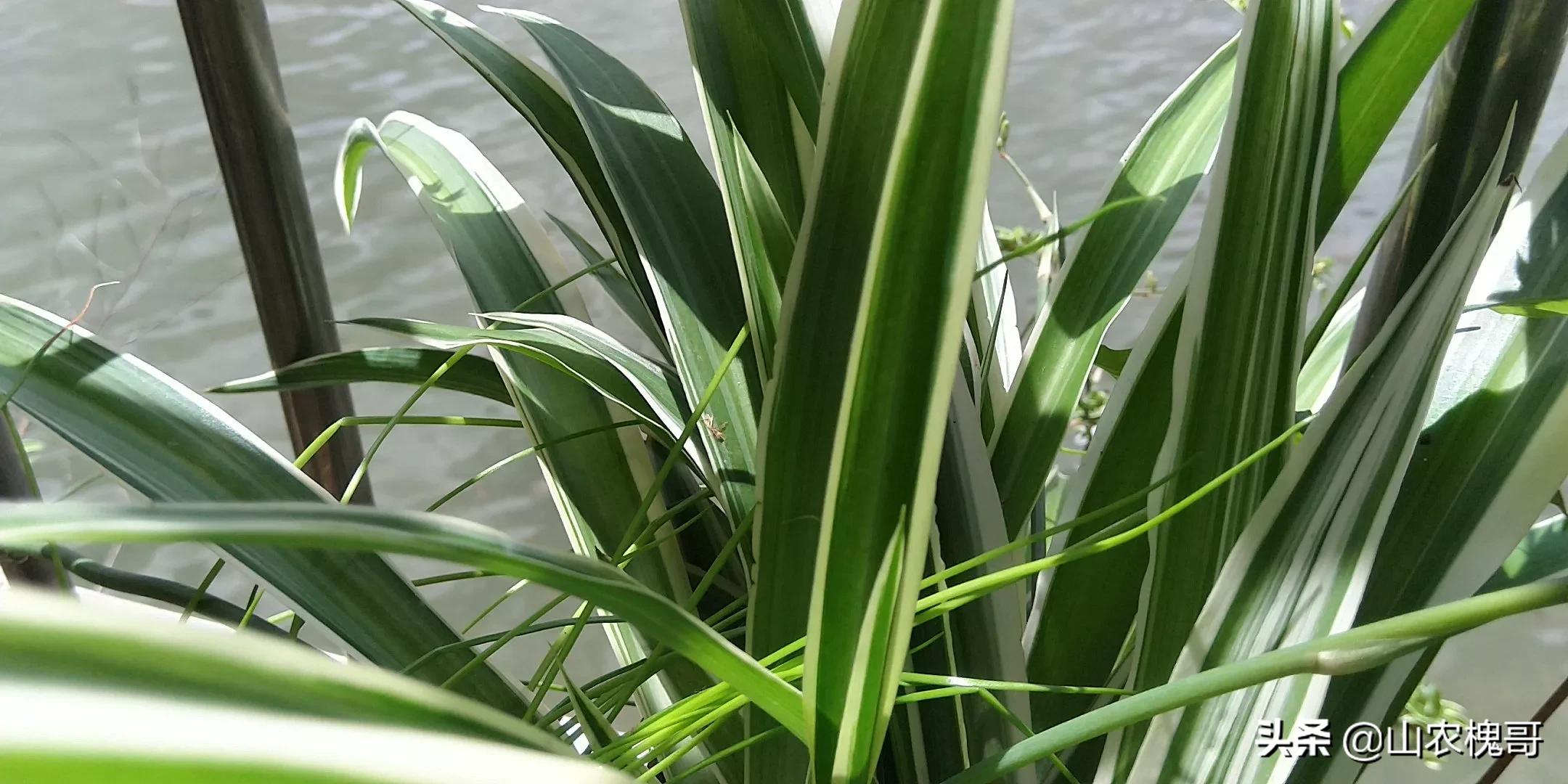 吊兰怎么养又亮又好看,吊兰绿植可以室内养吗