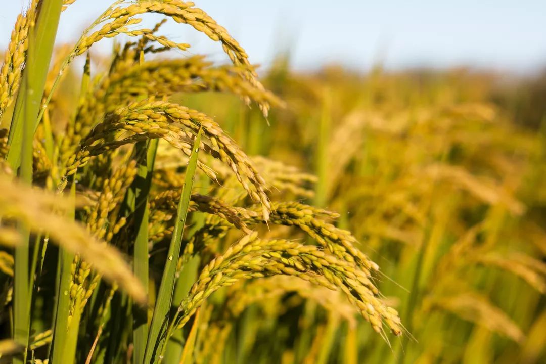 袁隆平麦田的守望者图文并茂,袁隆平麦田的守望者手抄报