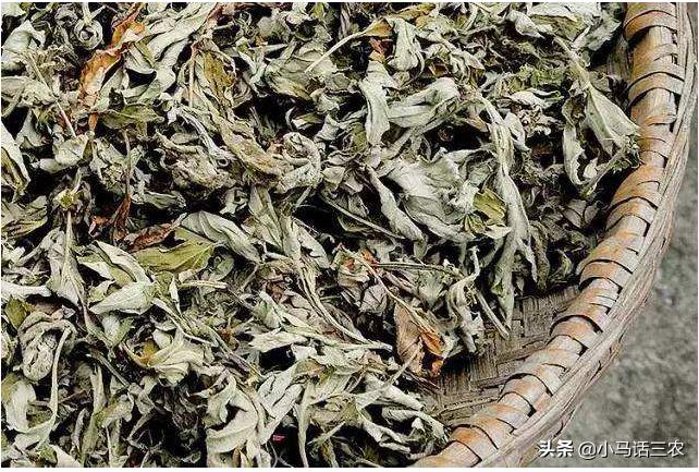 几月份艾草可以采摘了,艾草摘多了怎么保存更好