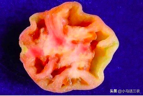 西红柿空心果怎么解决,西红柿怎么管理才不空心不裂开