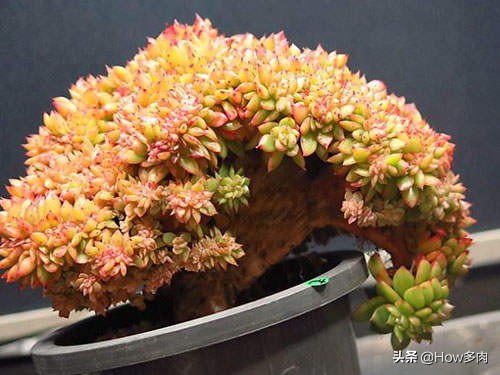 多肉植物的有趣介绍,多肉植物知识分享图片简单