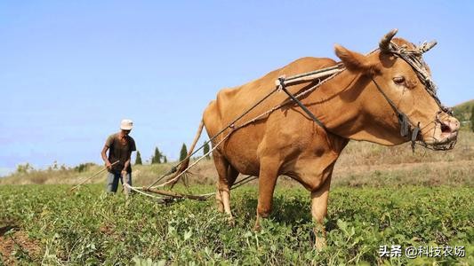 大暑的俗语有哪些,关于大暑的俗语有哪些