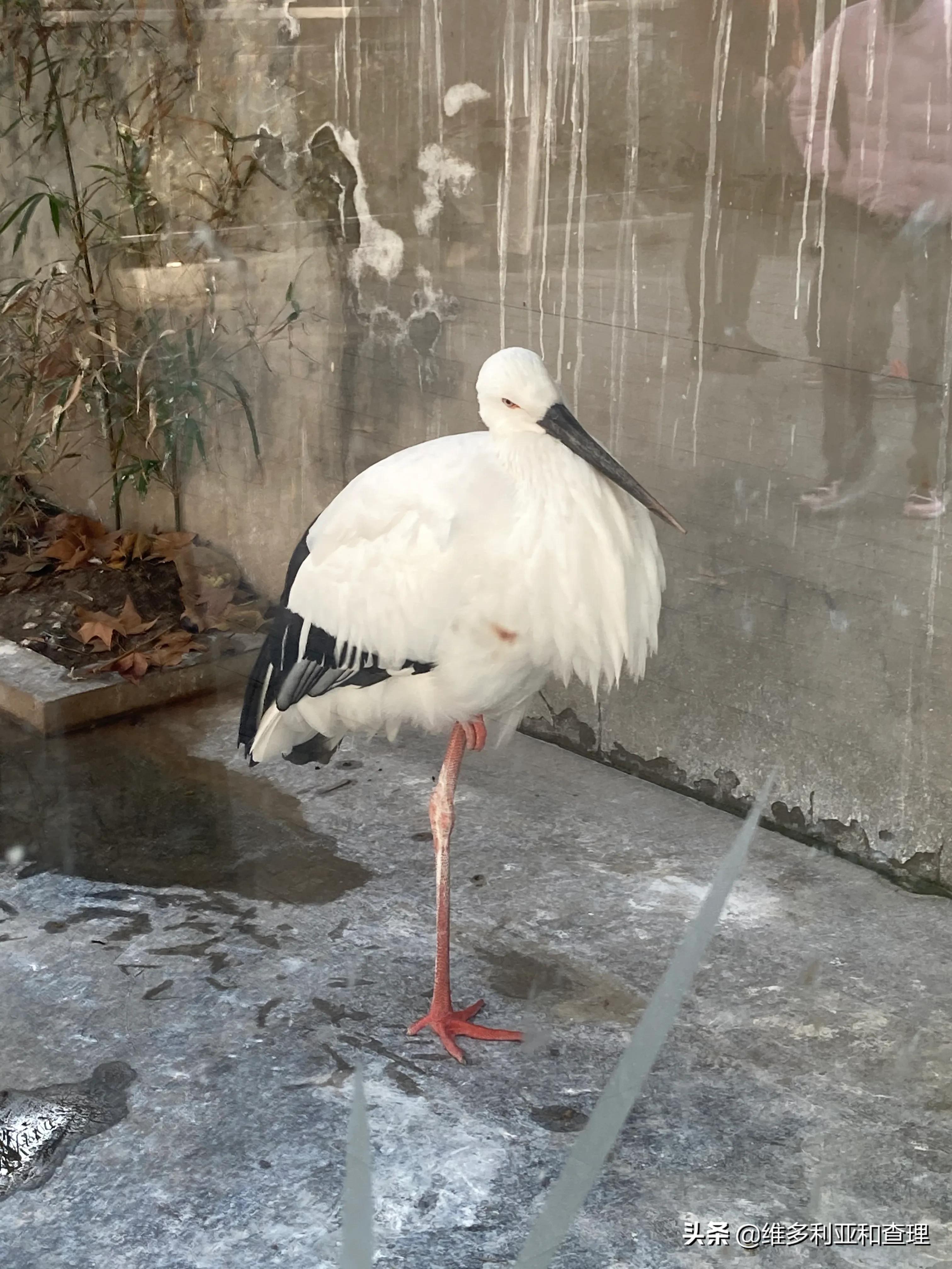 德国亚琛美女，会3国语言，喜欢中国文化，在中国找到归宿！