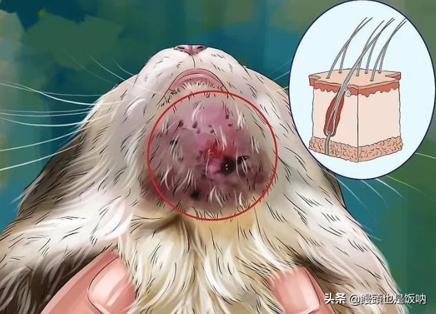 猫的黑下巴是什么引起的？怎么处理？