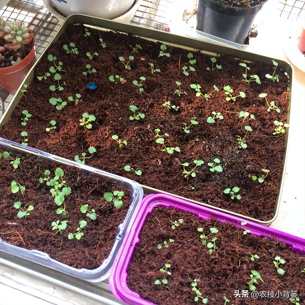 种草莓不要大棚能种植草莓吗,用烂草莓种草莓的正确种植方法