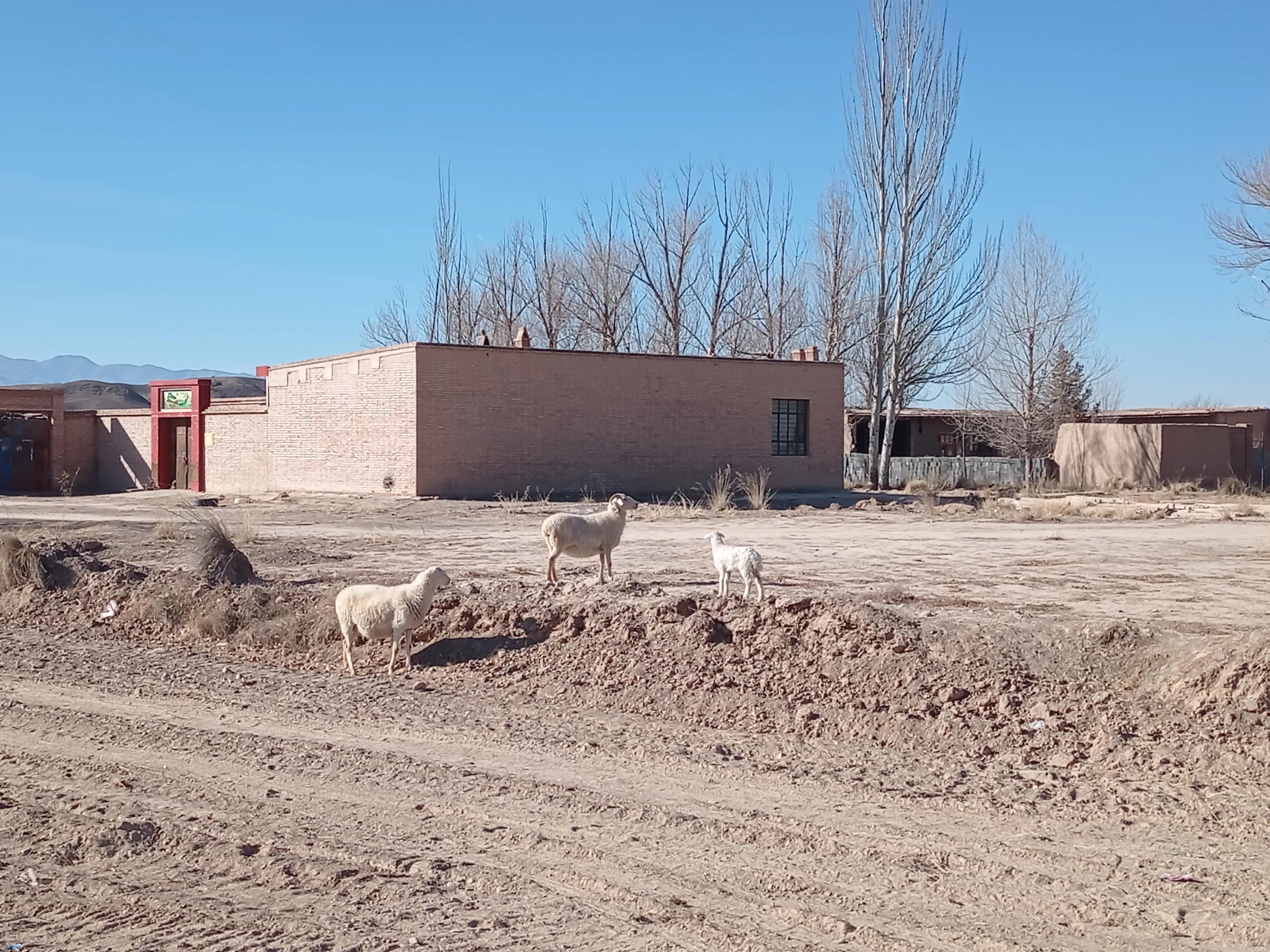 关于养羊的基础问题和技术问题,养羊人必须学会的养羊技术