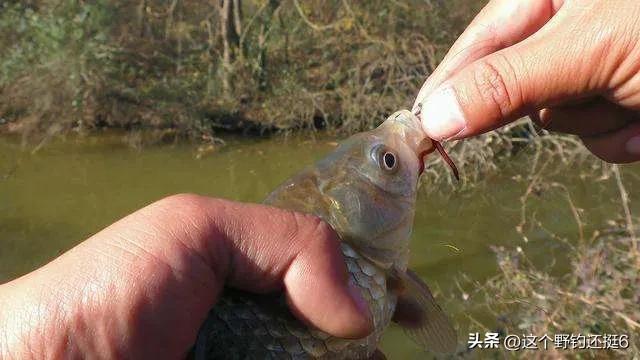 春季有鱼没口怎么办,冬季有鱼不开口怎么解决