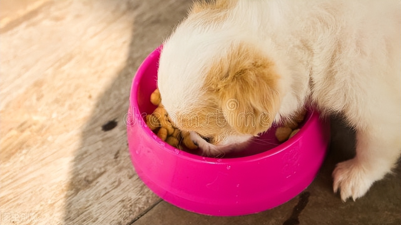 狗狗耳朵发臭有好多皮屑,狗狗耳朵痒有异味老是抓和摇头