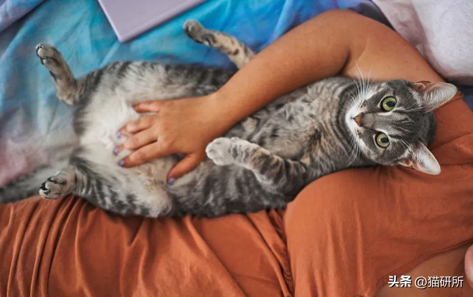 救命！猫咪太黏我了怎么办？