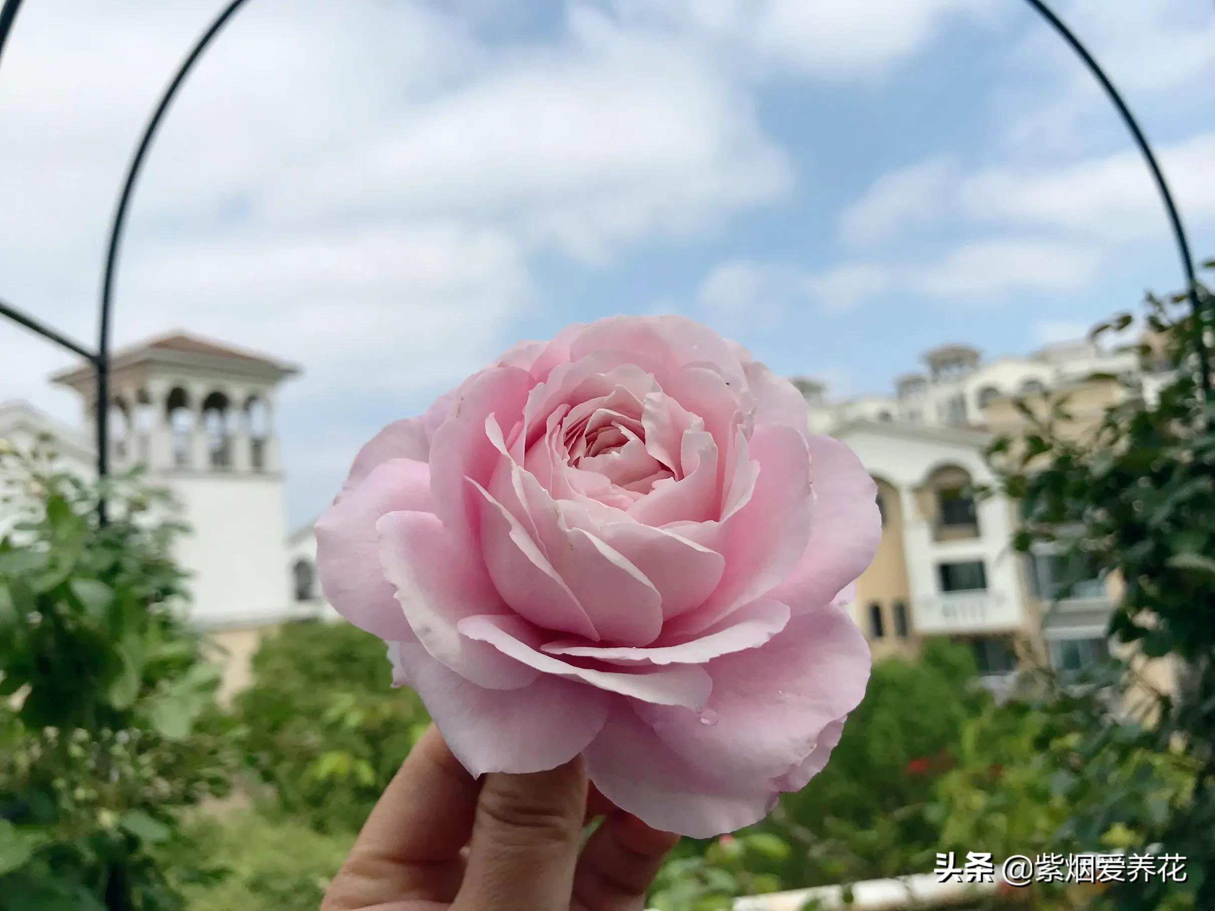 哪些月季仙气十足,又美又香的月季品种