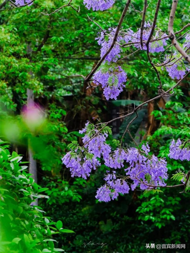 泸州蓝花楹打卡地,蓝花楹打卡点照片